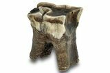 Fossil Woolly Rhino (Coelodonta) Tooth - Siberia #253969-1